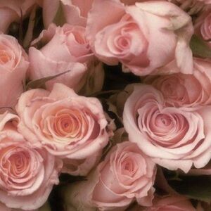 Meet your Posher, Honey